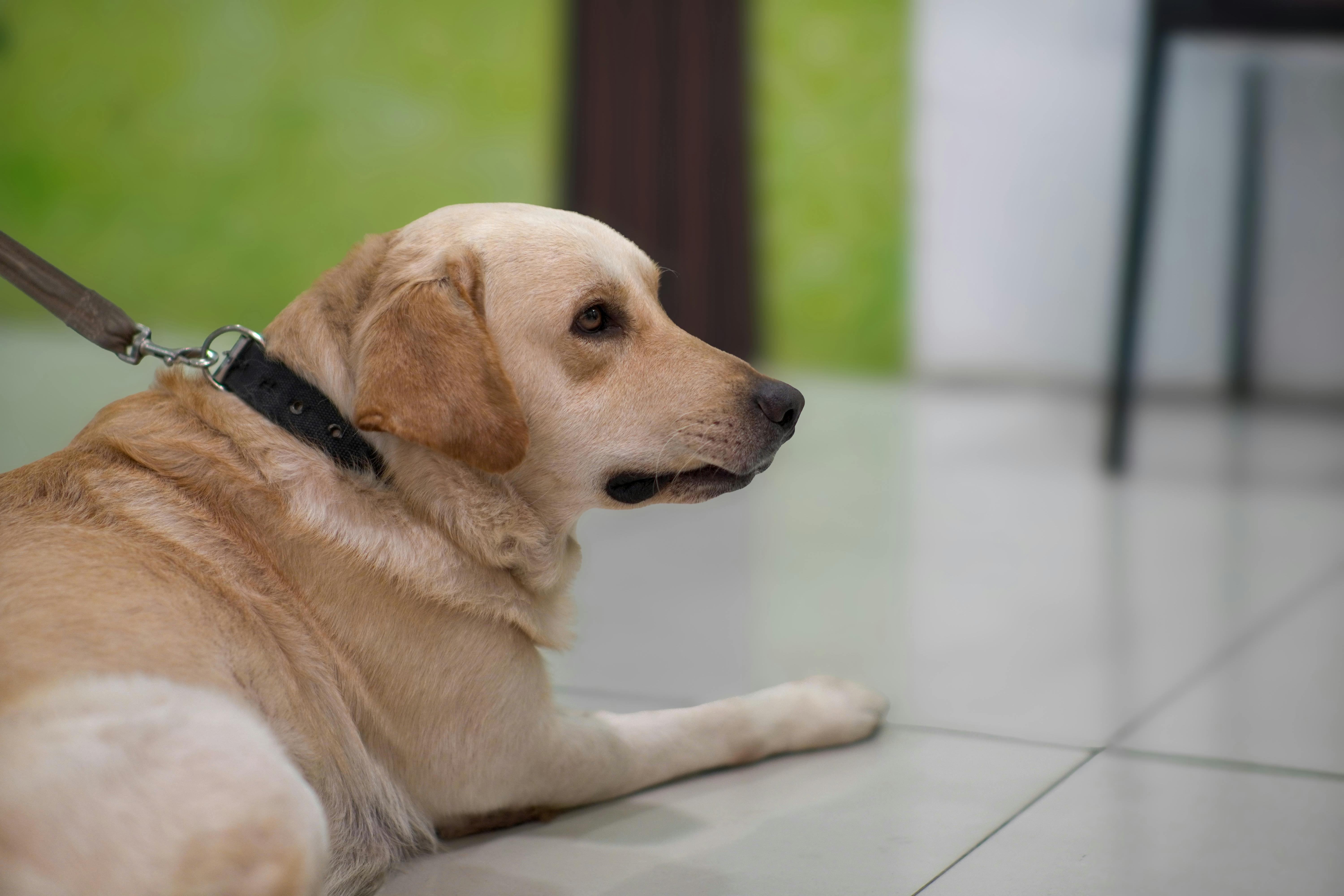Animal Care Services Offers Pet Safety Tips for Easter — Photo by Kimy Moto on Pexels