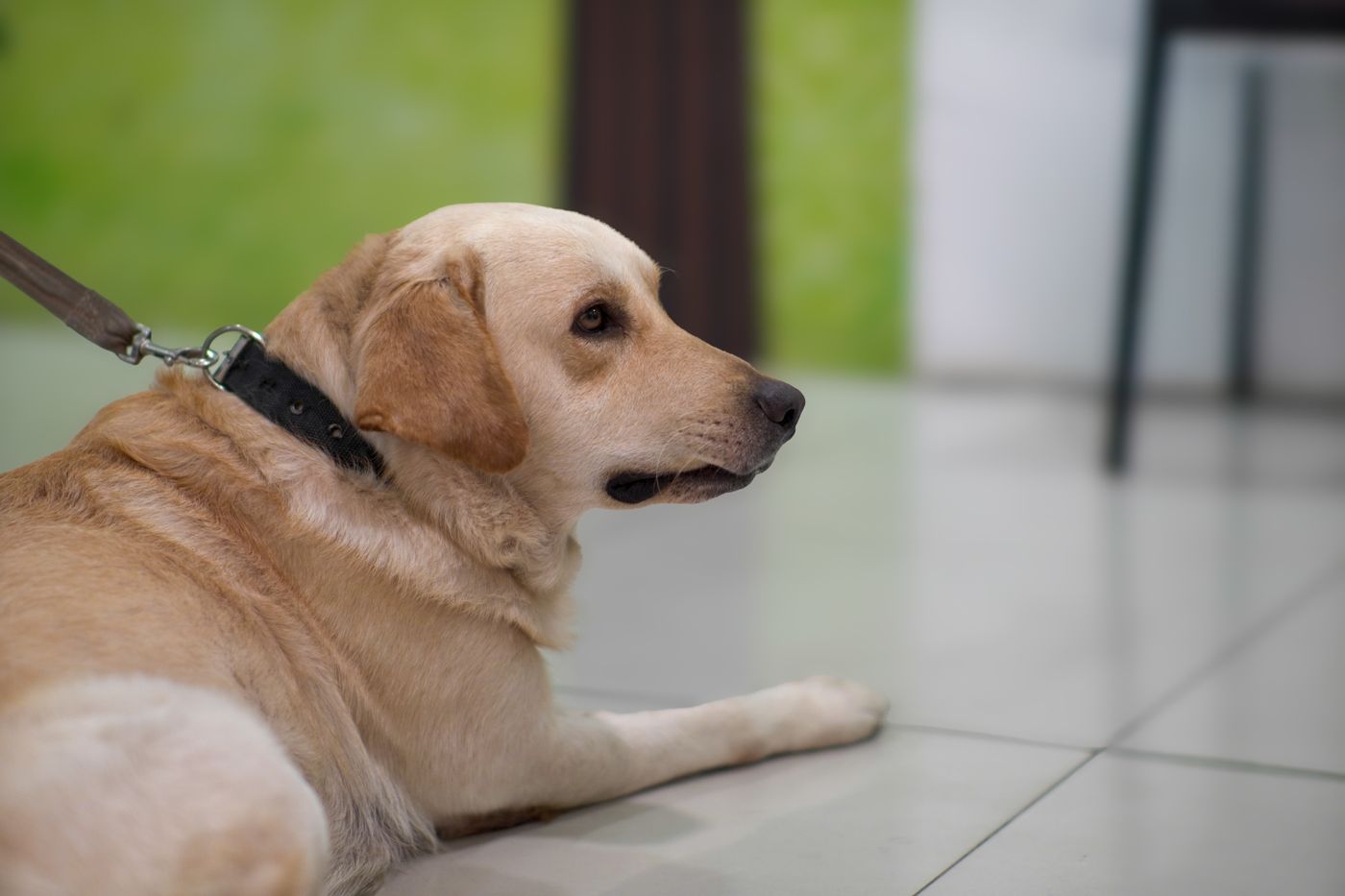 Labrador Retriever đeo vòng cổ và dây dắt nằm trong nhà, minh họa chuẩn bị trước khi gửi Pet Hotel