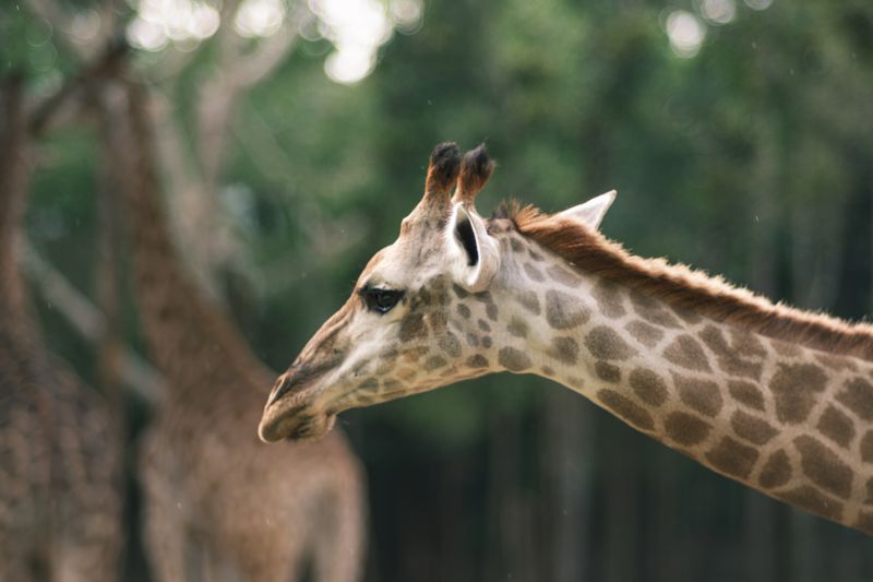 Safari Park Dvůr Králové