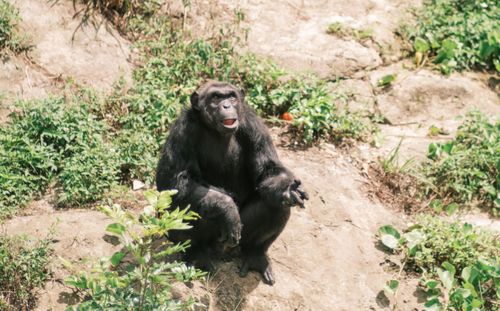 Free A chimpanzee sitting outdoors on a rocky terrain amidst greenery, looking relaxed and natural. Stock Photo