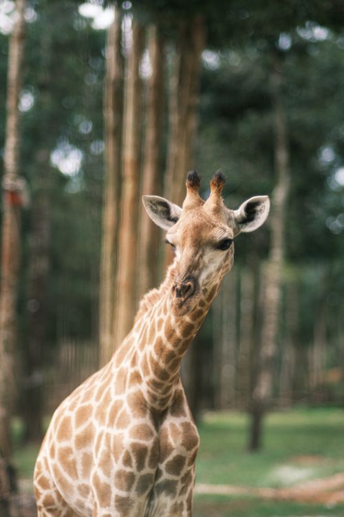 Free Close-up of a giraffe outdoors in a forest setting, showcasing natural beauty. Stock Photo
