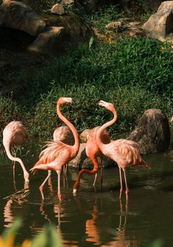 flamingo photo