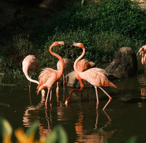 Free A group of beautiful pink flamingos wading in a tranquil pond with lush greenery. Stock Photo