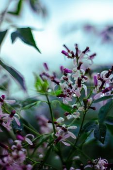 chinaberry tree lilac flowers