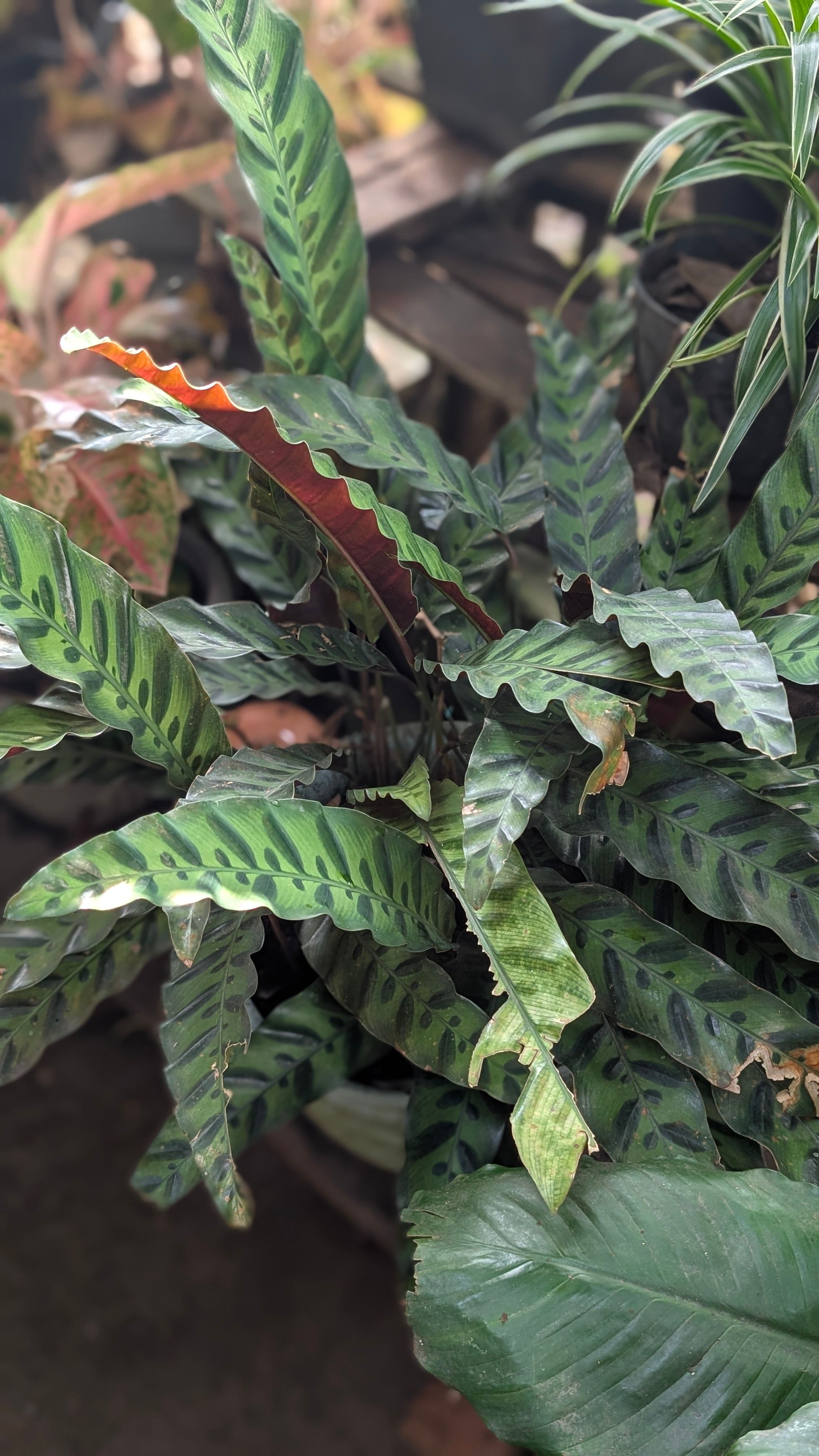 Maranta-Cascavel