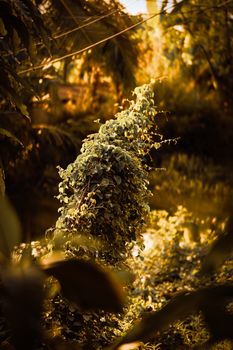 Image by Vuong