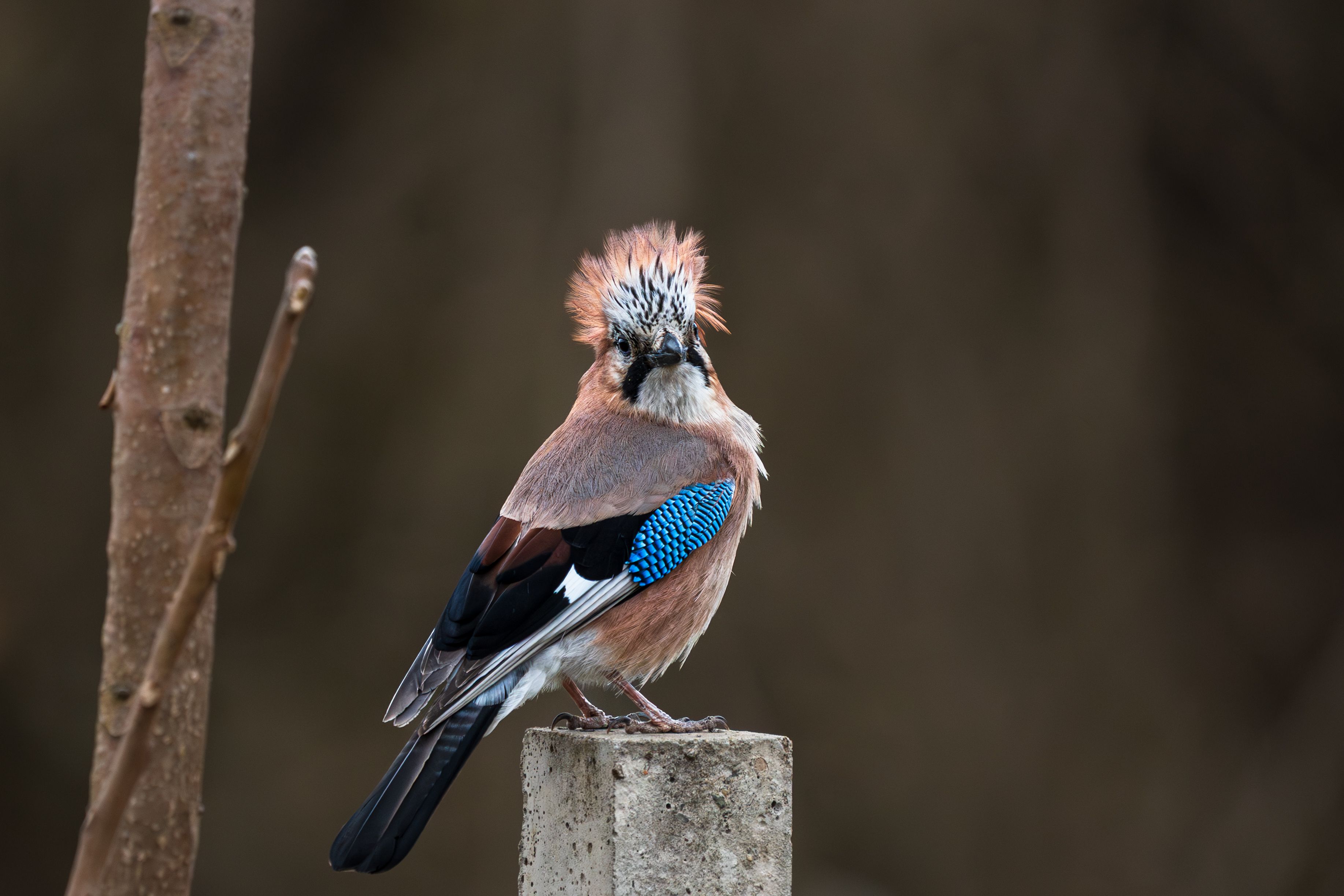 Captivating shot of a Eurasian Jay with striking plumage on a post, blending with the forest backdrop.