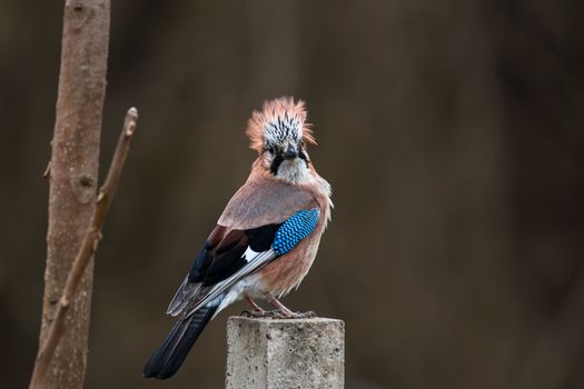 Captivating shot of a Eurasian Jay with striking plumage on a post, blending with the forest backdrop.