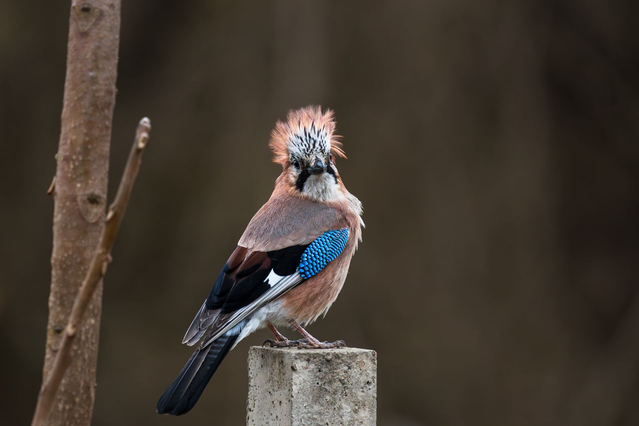 captivating shot of a eurasian jay with striking plumage on a post ble