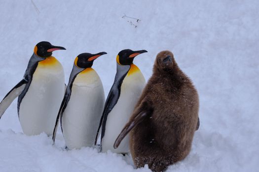 Asahiyama Zoo penguin march — Sapporo