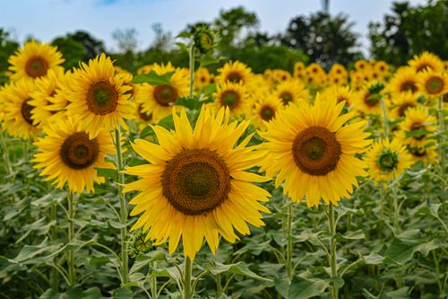 Free A stunning field of bright yellow sunflowers in full bloom against a green backdrop, showcasing the essence of summer. Stock Photo