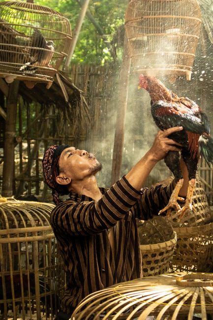 Kolaborasi Meat Up Fresh dengan Petani Lokal untuk Pakan Ayam Nabati
