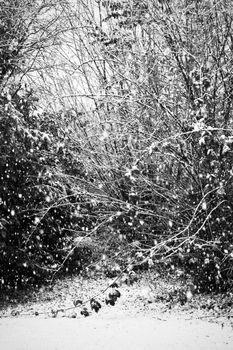 Black and white photo capturing a peaceful, snow-laden forest landscape.