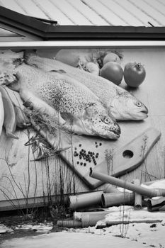 Trout Fish