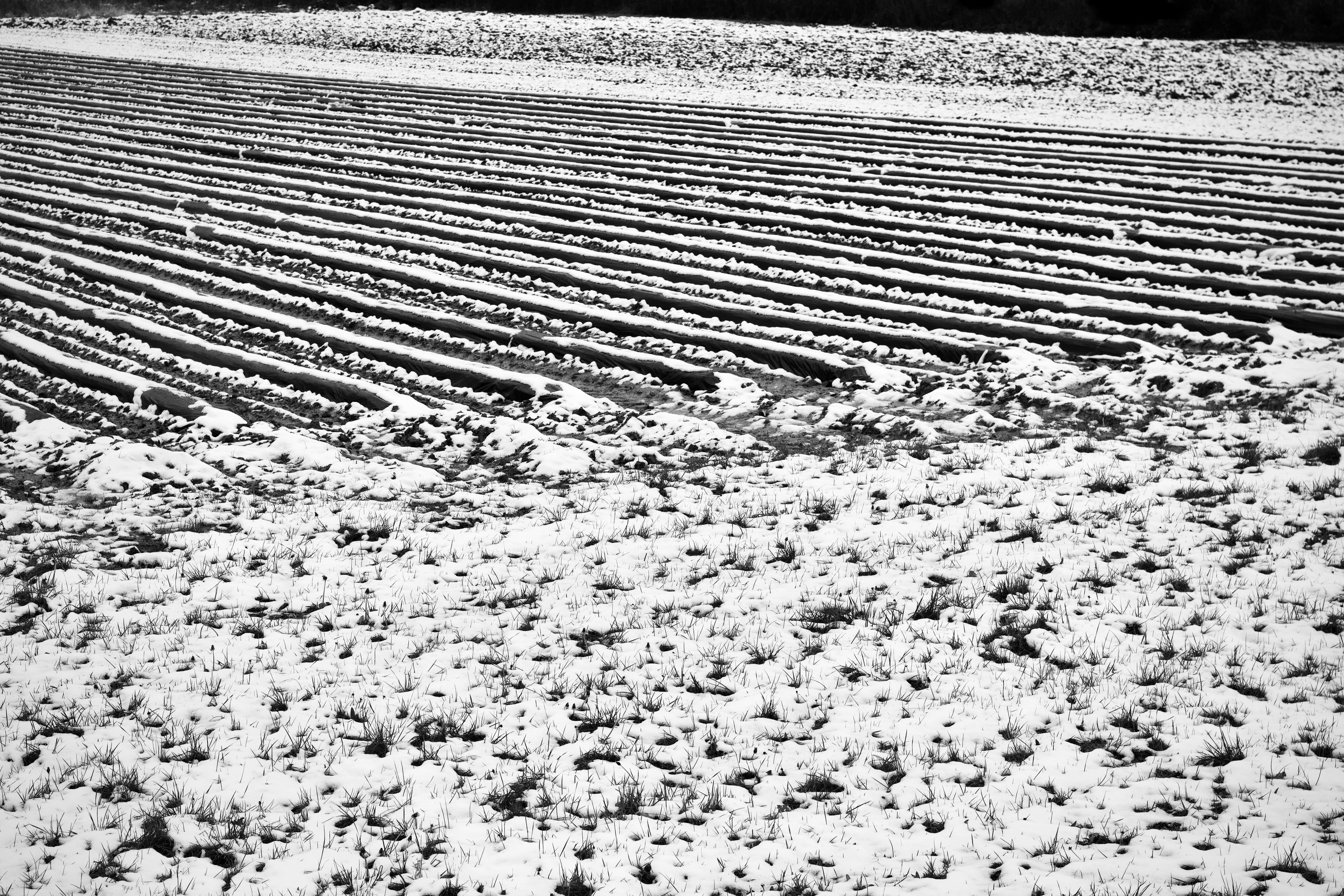 Snow-covered agricultural fields in western Iowa, furrows holding the shape of harvest past
