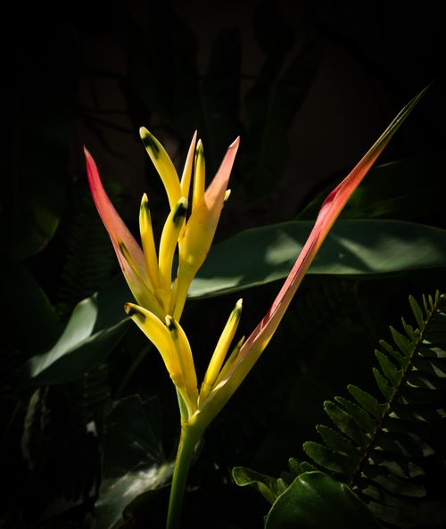 Free A striking close-up of a Heliconia flower with vibrant yellow and red petals amidst green leaves. Stock Photo