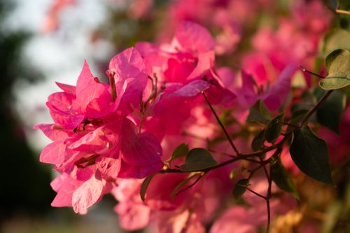 Free Close-up of vibrant pink bougainvillea flowers basking in warm sunlight. Stock Photo