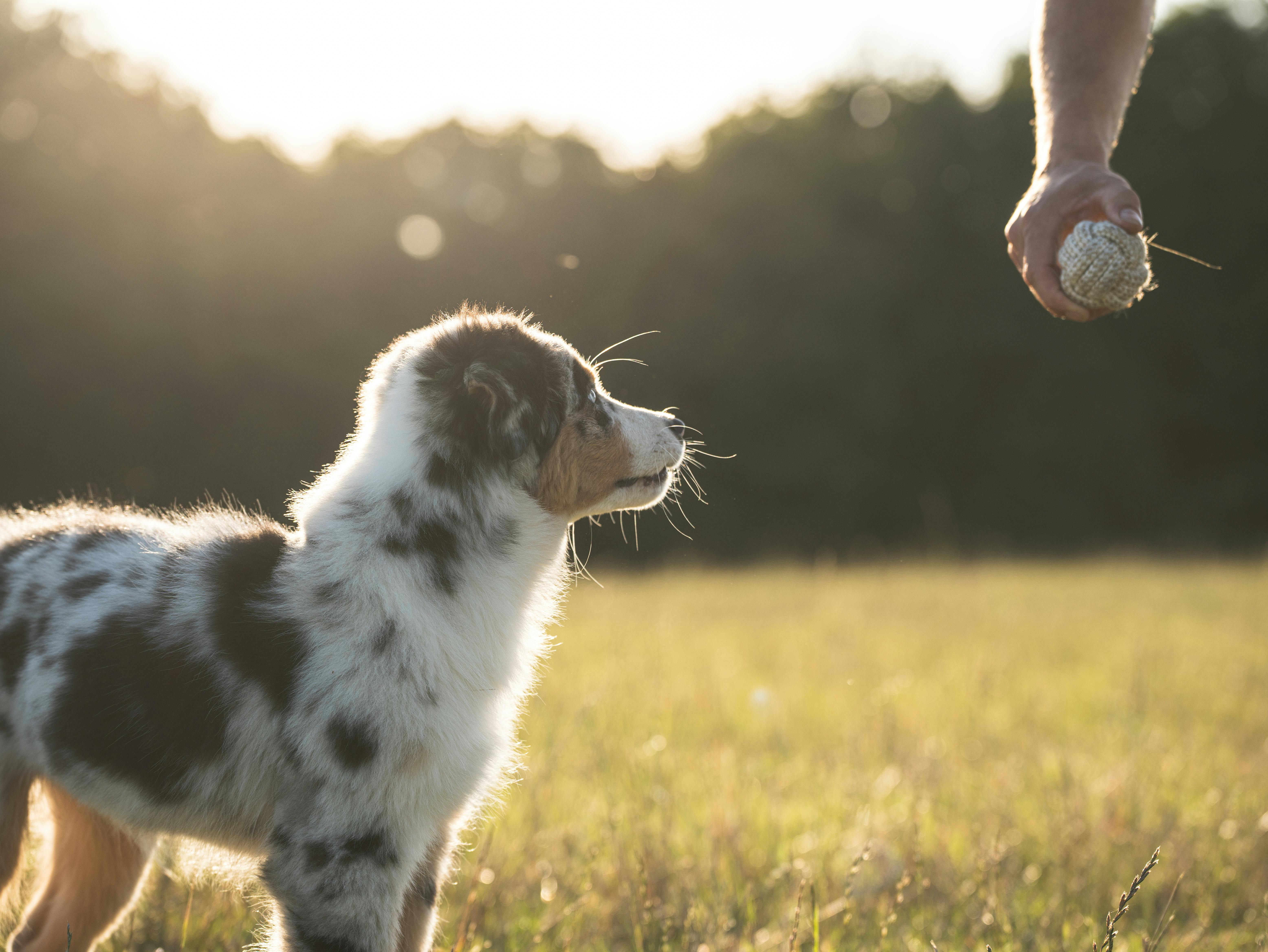 potty train puppy fast schedule routine tips