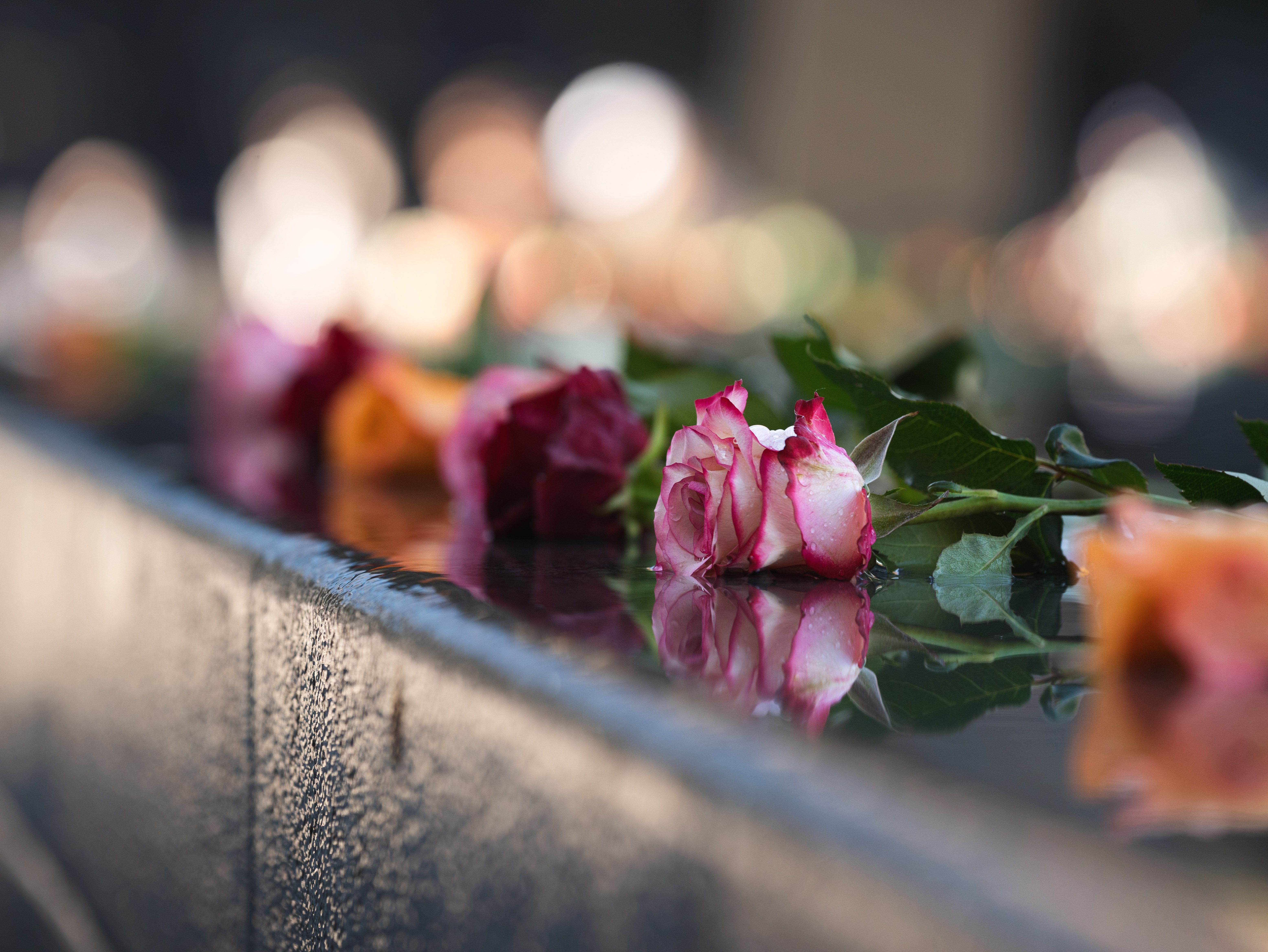 Immagine editoriale GoPocket per La rosa di Sarajevo: quando il cemento diventa memoria