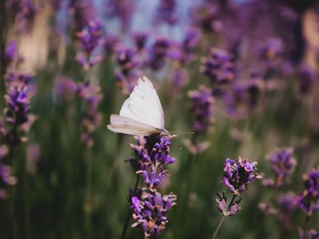 A delicate white butterfly perched on vibrant lavender blooms showcases natural beauty and tranquility.