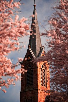 A historical church steeple framed by vibrant cherry blossoms against a clear sky, evoking a serene spring atmosphere.