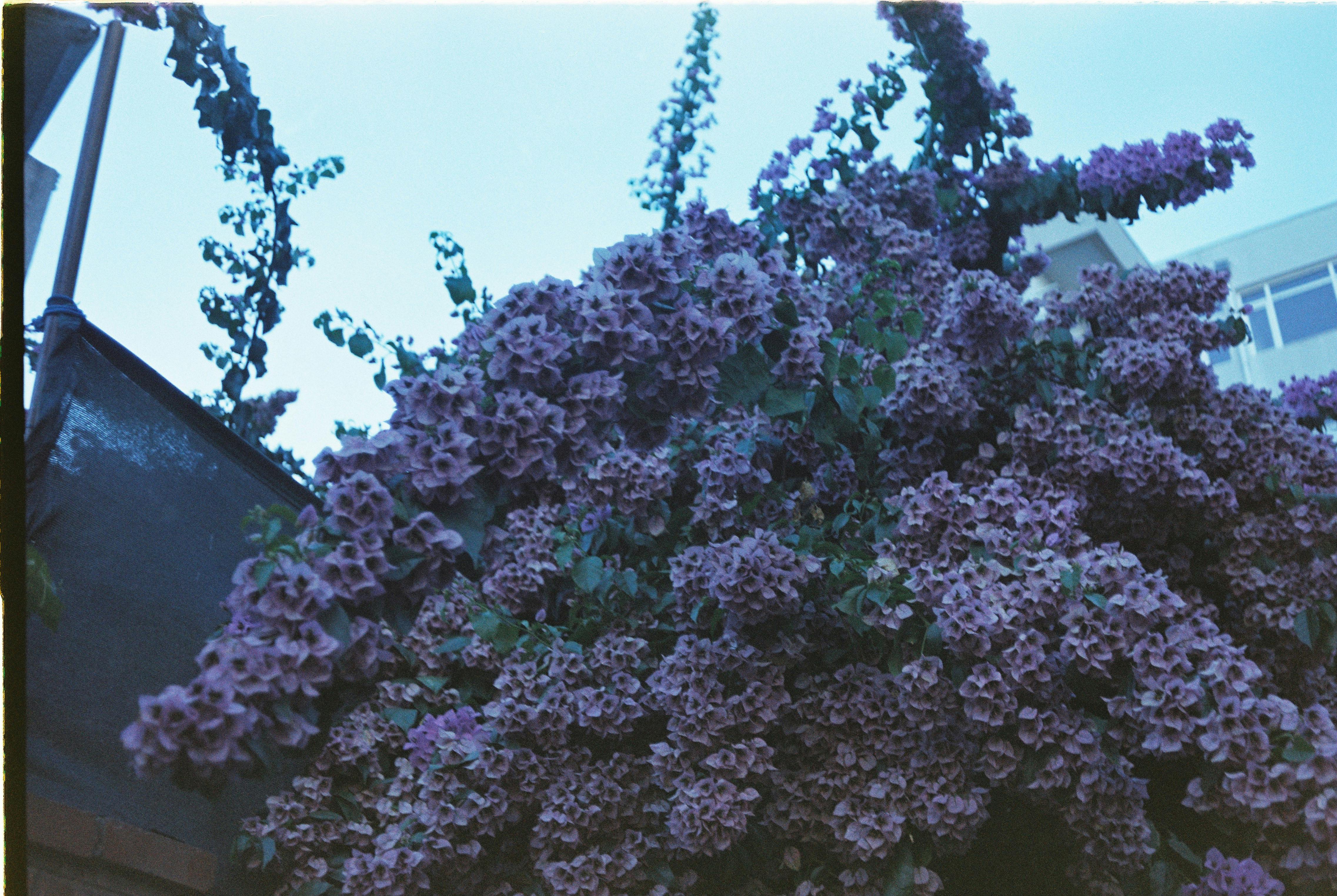 [ColoSach]-a-lush-display-of-purple-bougainvillea-in-a-charming-istanbul-garden.