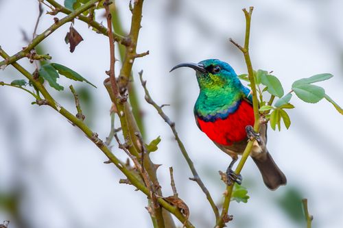 Free stock photo of bird, gordon's bay, suikerbekkie Stock Photo