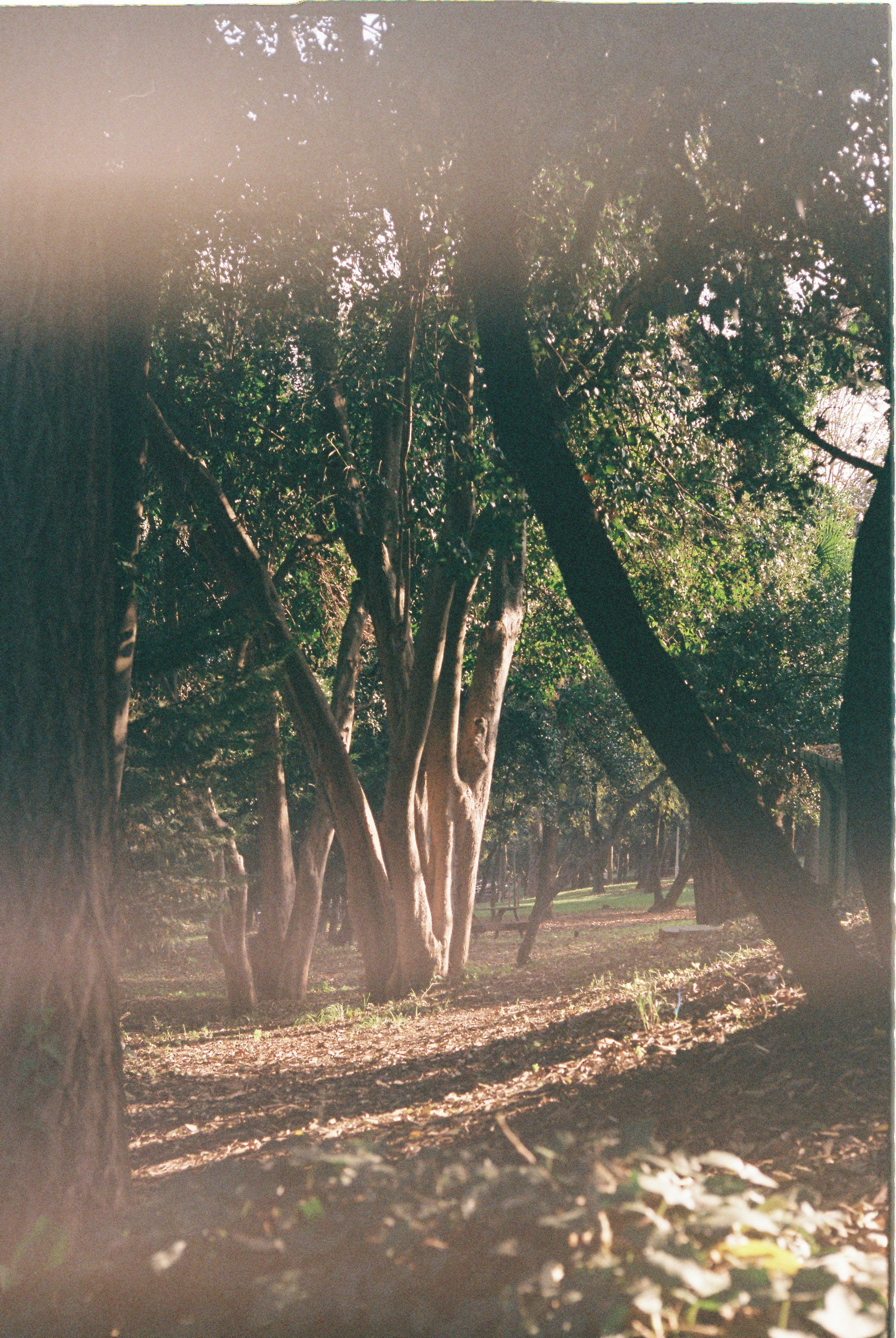 Golden sunlight streams through trees in an İstanbul park, creating a serene autumn atmosphere.