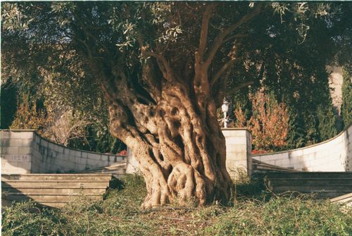 Free A majestic ancient olive tree in an Istanbul park, surrounded by stone steps and greenery. Stock Photo
