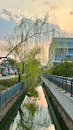 Tranquil Willow Tree Reflecting in Suzhou Canal