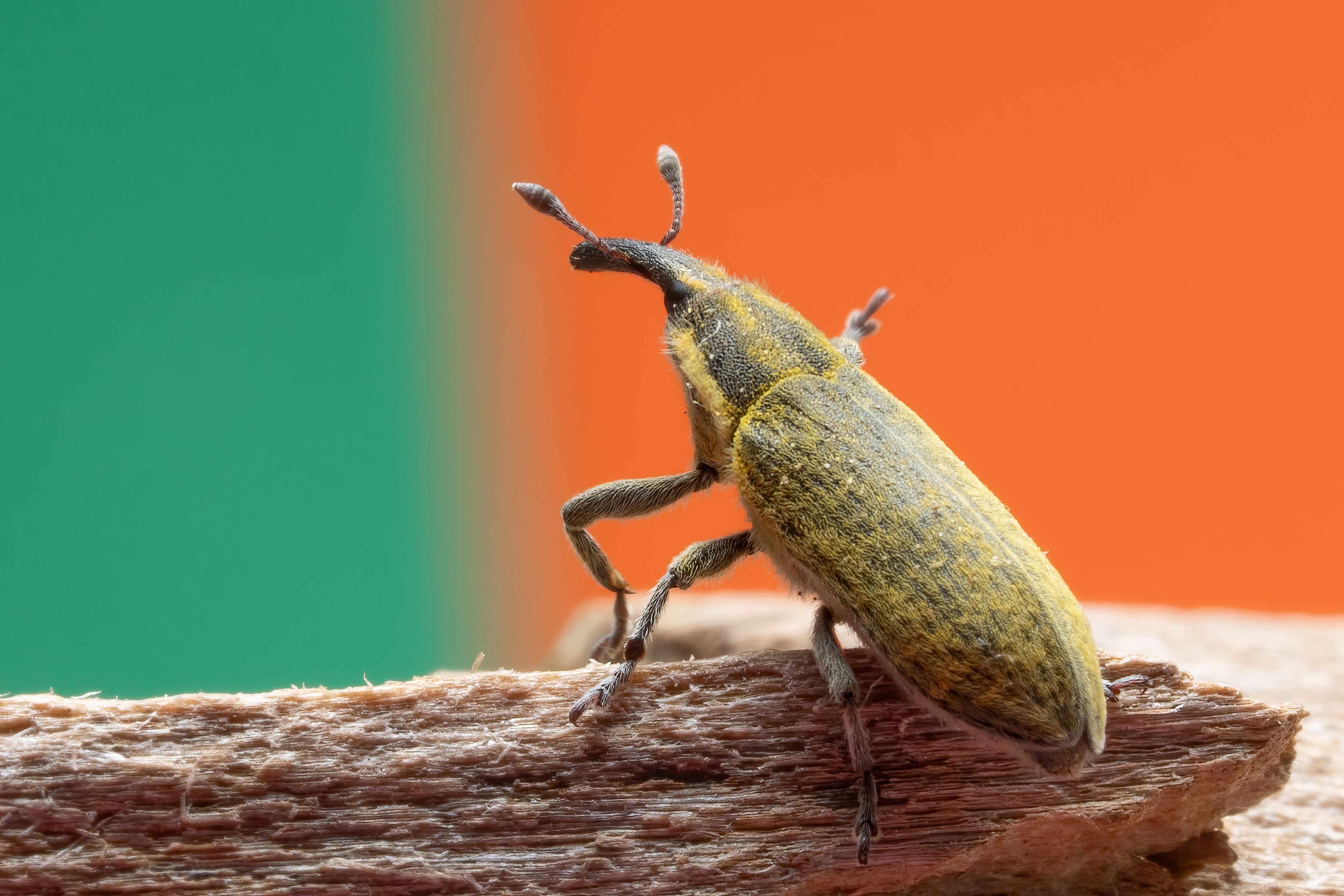Close-Up of Weevil on Wooden Surface · Free Stock Photo