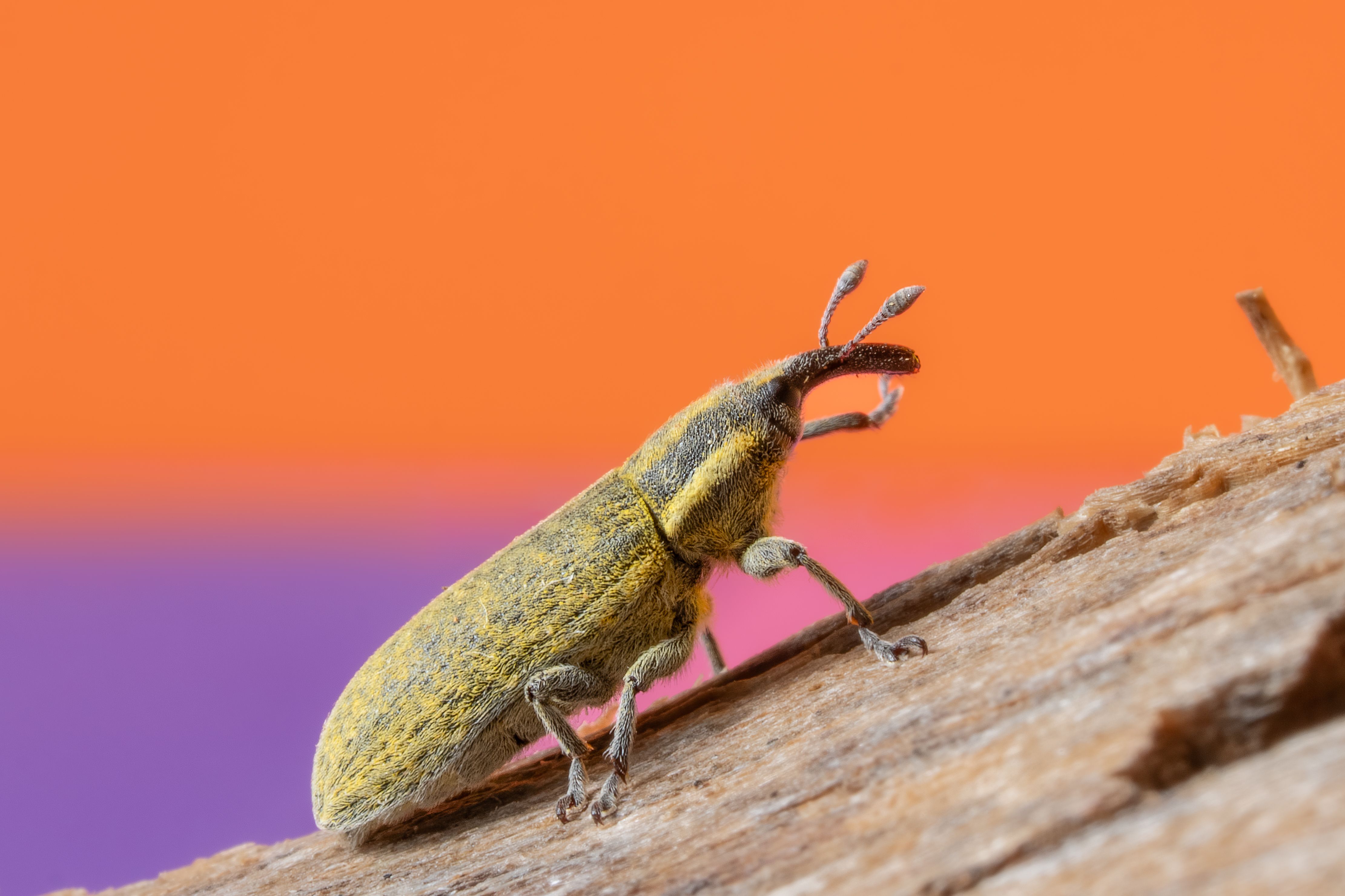 Close-up Macro Photography of a Weevil on Wood · Free Stock Photo