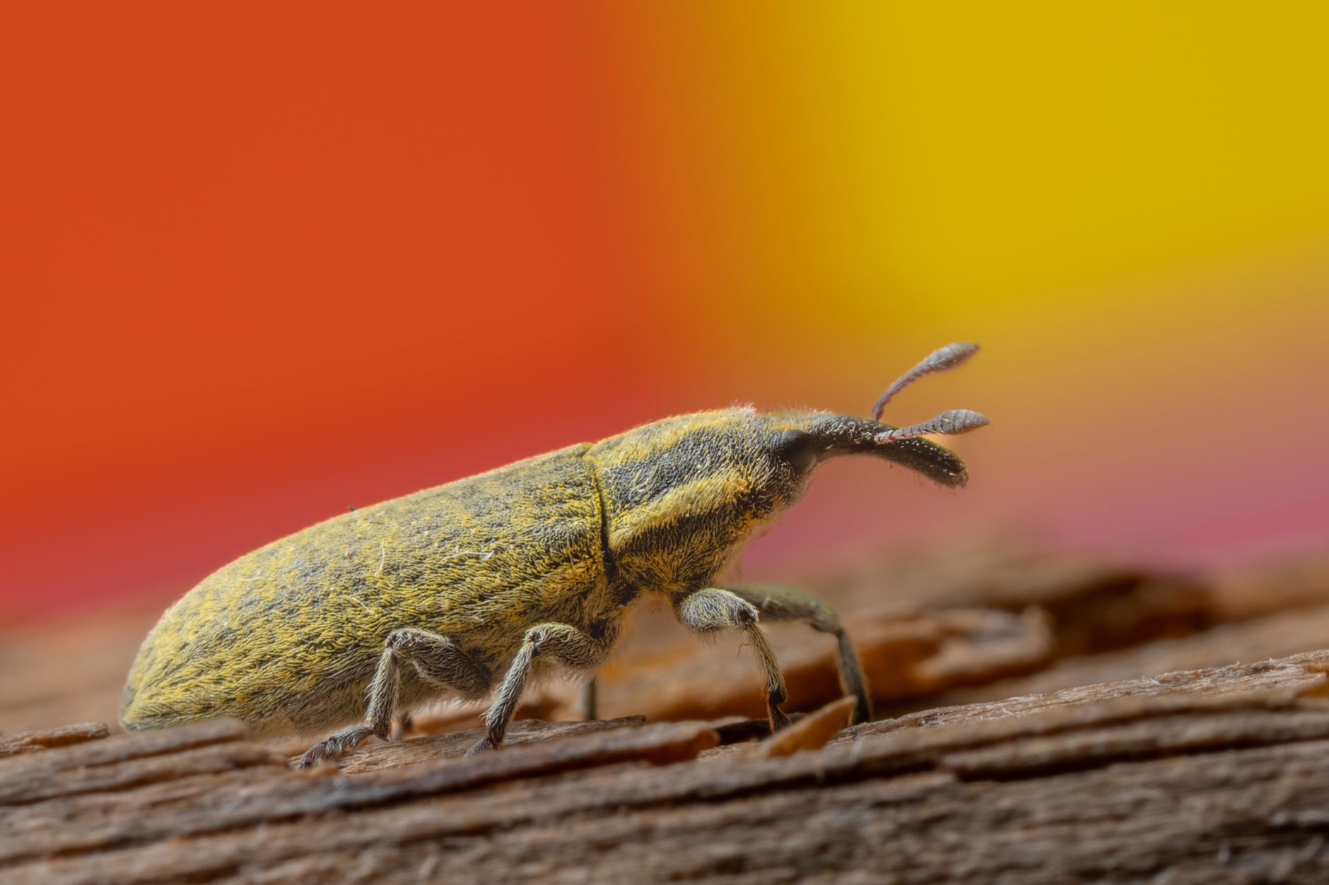 Picture of the day - high-definition wallpapers