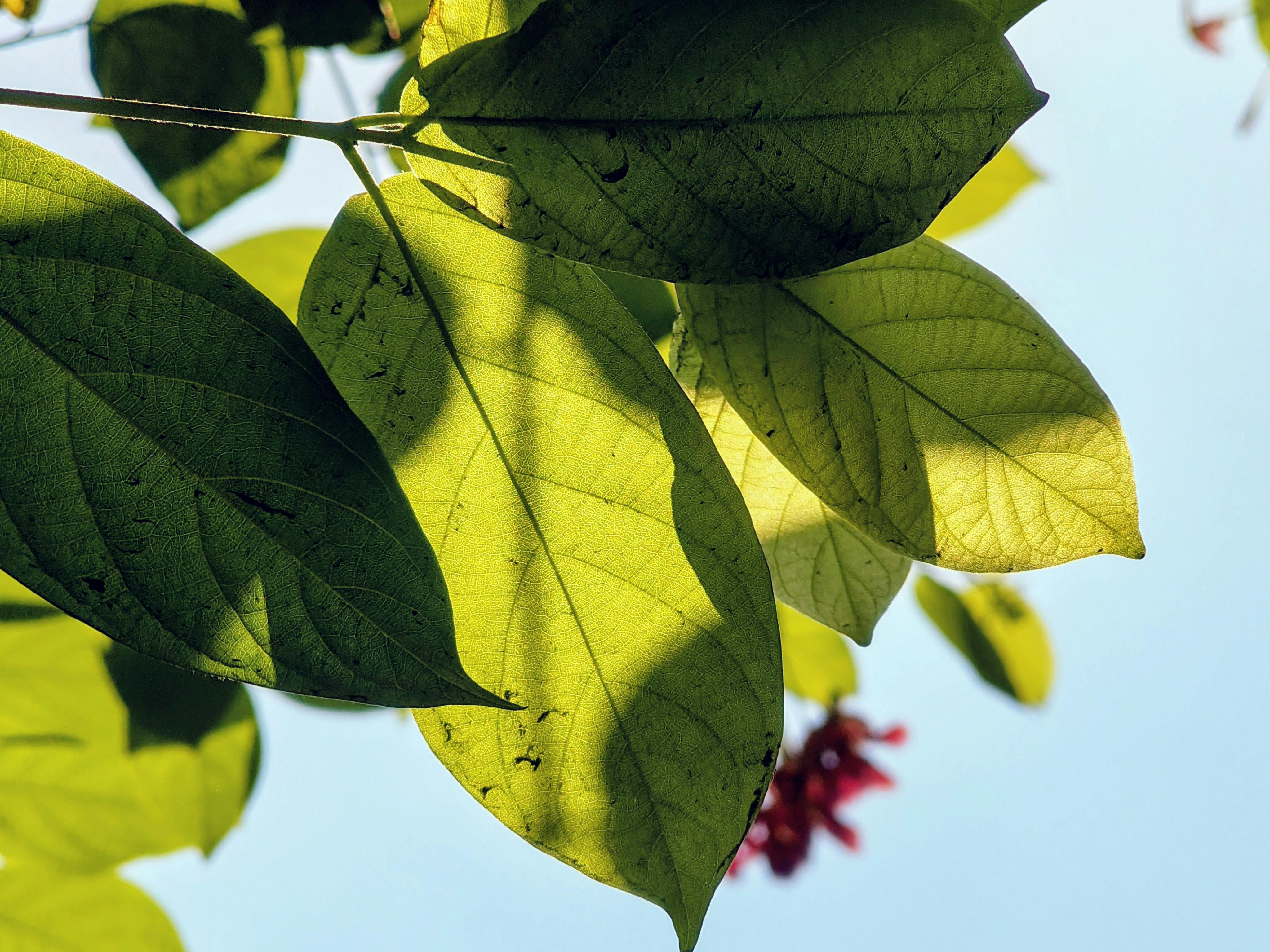 Leaves Showing Their Undersides
