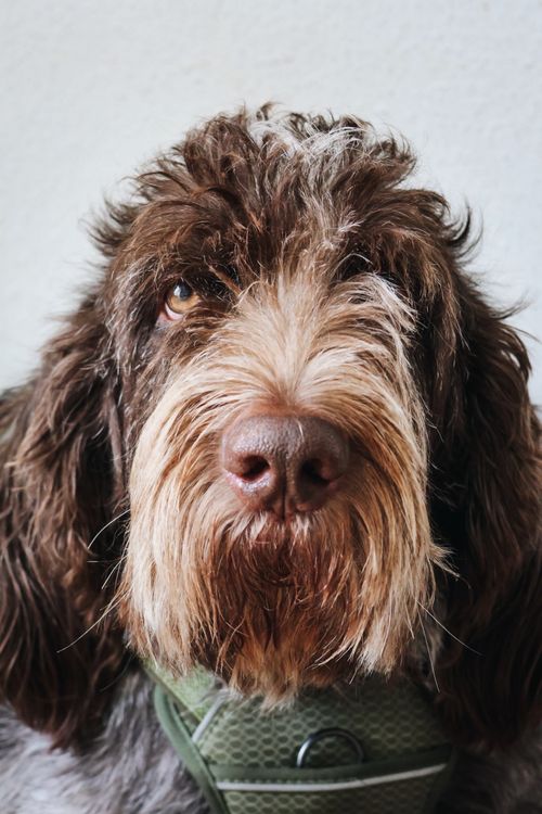 Free Detailed close-up of a wirehaired breed dog with thoughtful expression indoors. Stock Photo