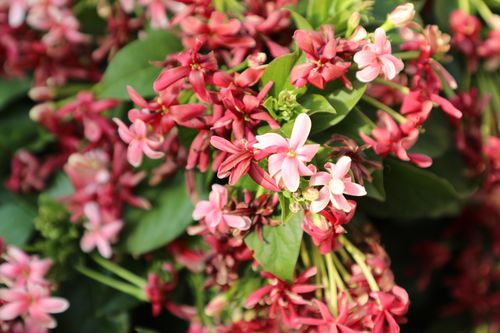 Free Close-up of pink Rangoon Creeper flowers with lush green leaves, showcasing vibrant colors in natural light. Stock Photo