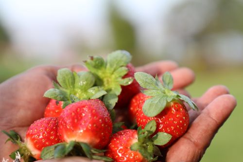 Free Close-up of fresh, ripe strawberries held in hands, showcasing natural freshness and earthiness. Stock Photo