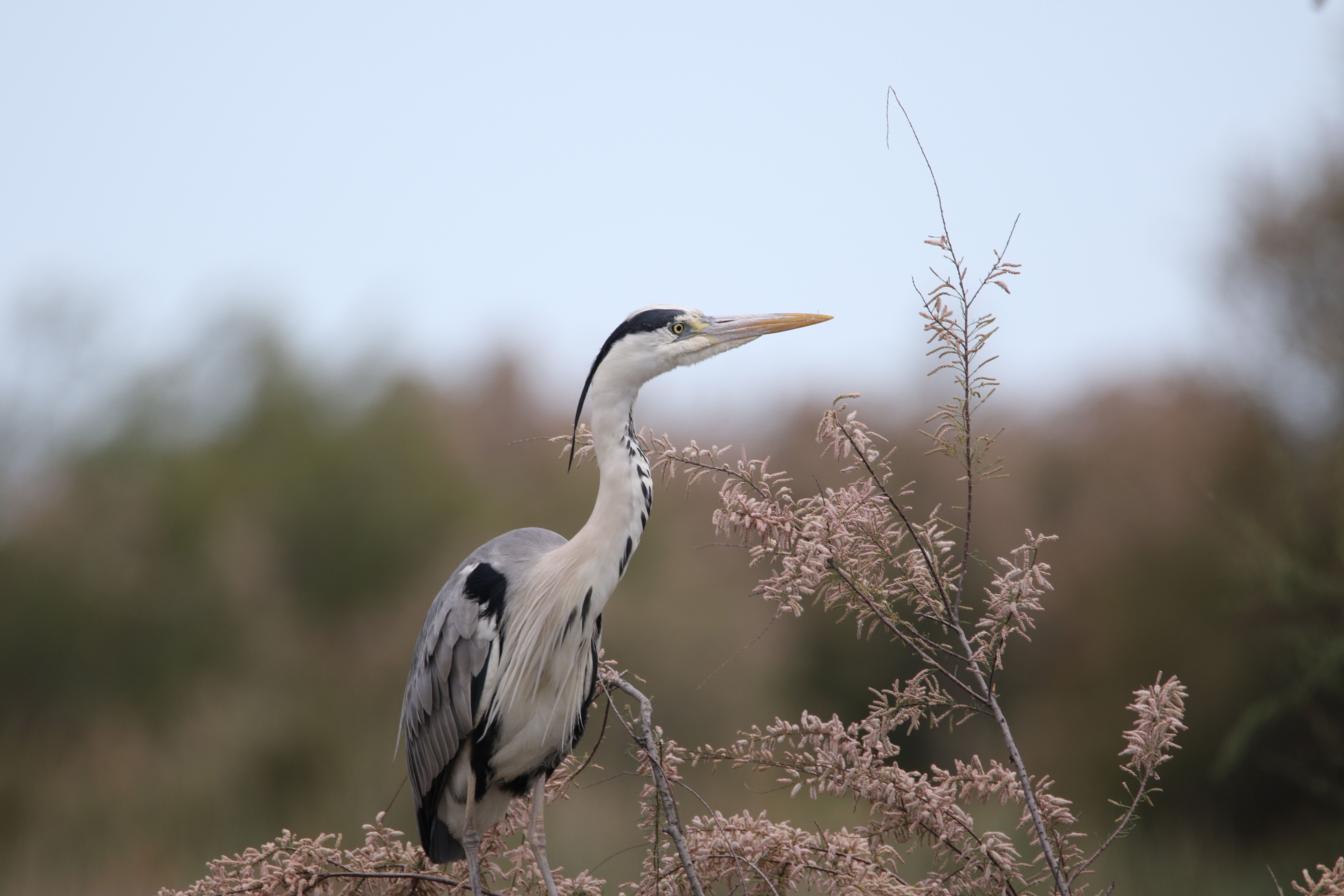 Graceful grey heron perched among bushes in France, showcasing nature's beauty.