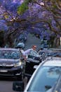 Man Exiting Car Near Blooming Jacaranda Trees