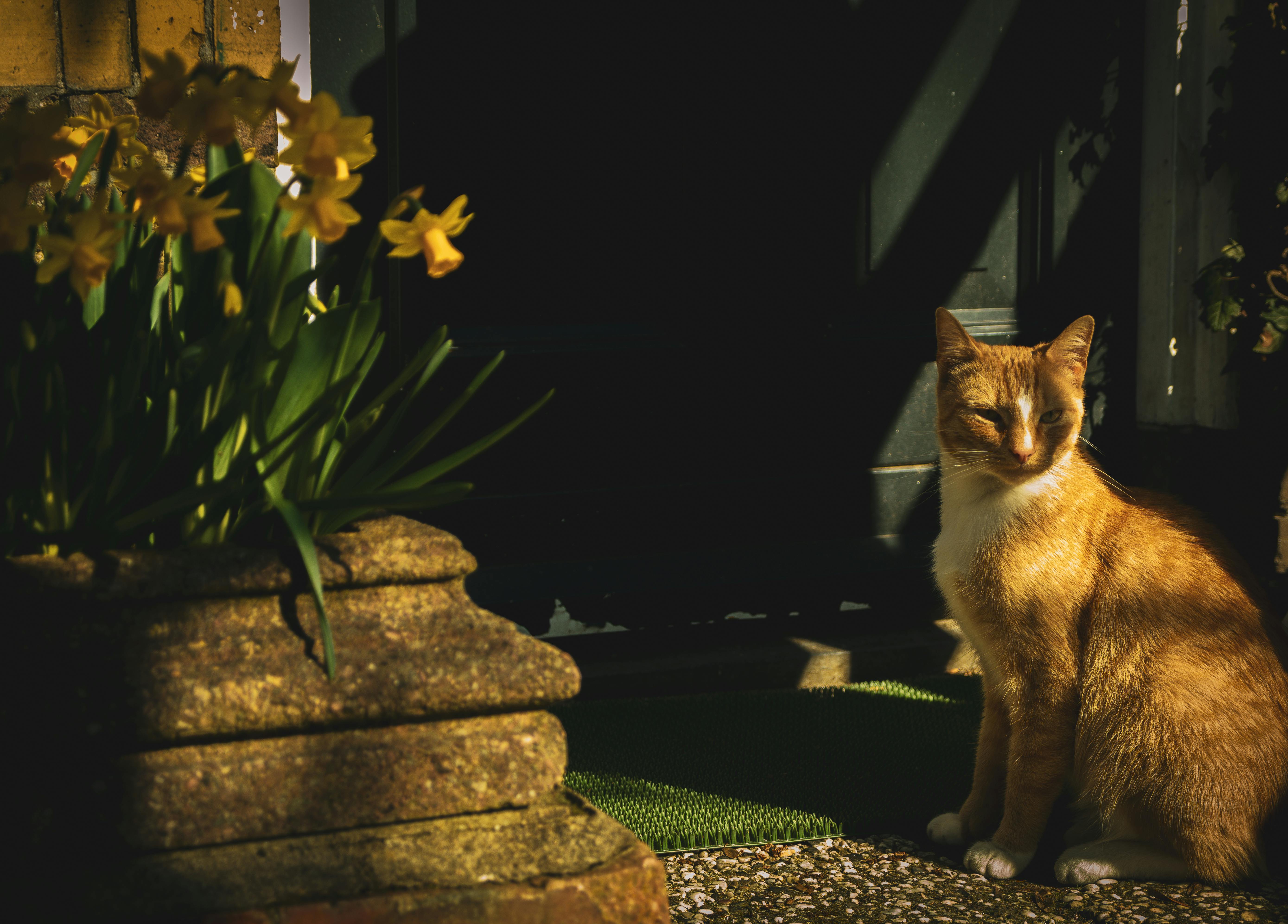 Pet safety this spring: tips and tricks with the ARL — Photo by Vladislovas Sketerskis on Pexels