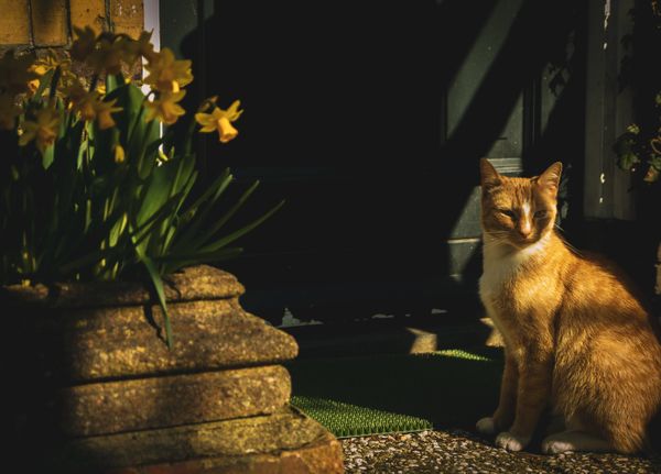 Ginger Cat in the Garden jigsaw puzzle
