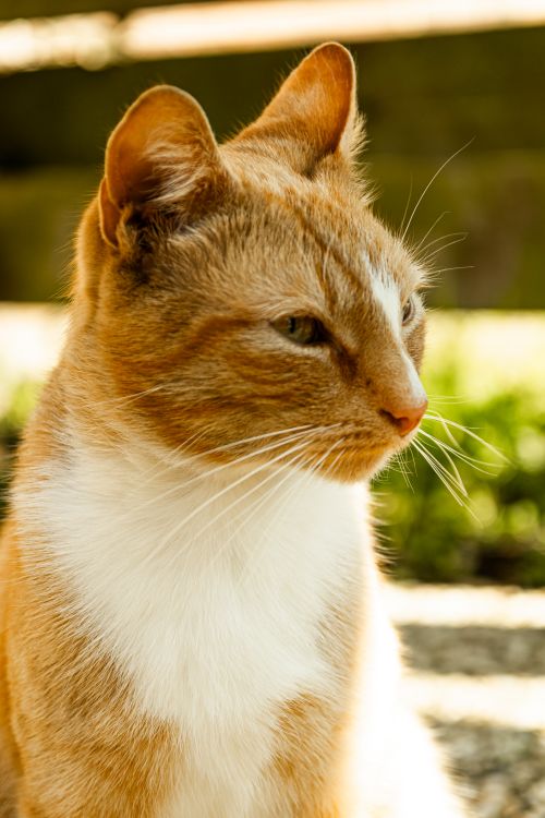 Free Close-up of a ginger tabby cat basking in the warm daylight outdoors. Stock Photo