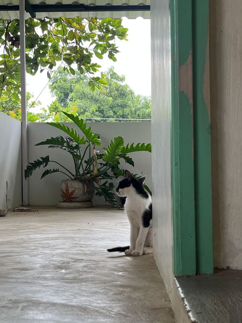 Free Peaceful black and white cat sitting on a veranda surrounded by lush plants. Stock Photo