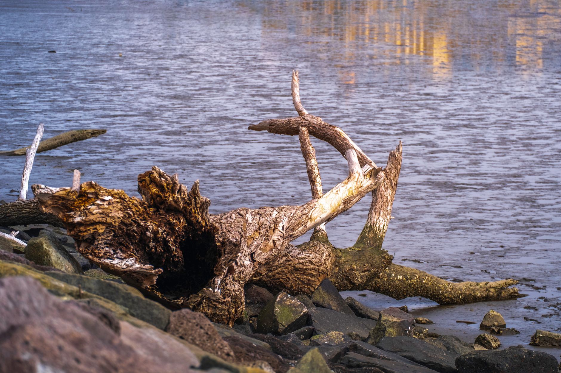 Muskegon River Fishing Guide: Access, Conditions & Seasons (2026)