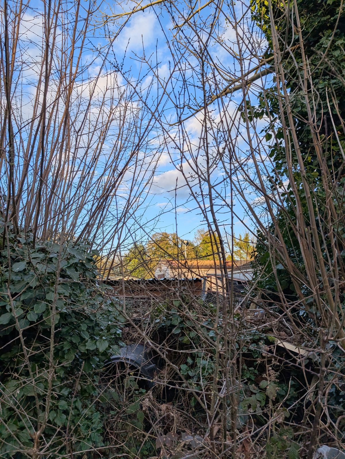 Jardin en friche avant travaux