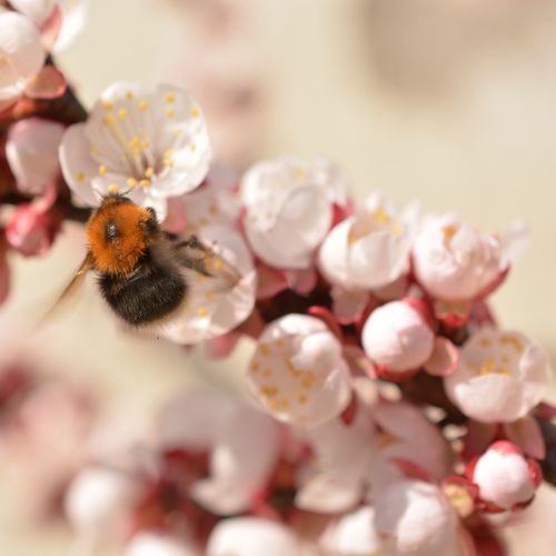 Free Close-up of a bumblebee on pale pink spring blossoms, highlighting pollination in nature. Stock Photo