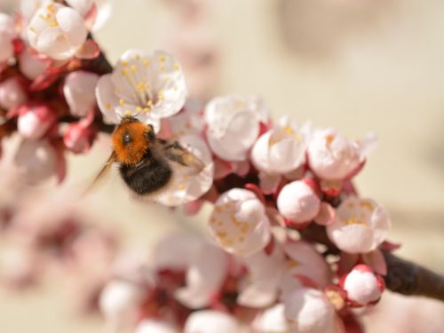 Free Closeup of a bumblebee on cherry blossoms, highlighting spring bloom and pollination. Stock Photo
