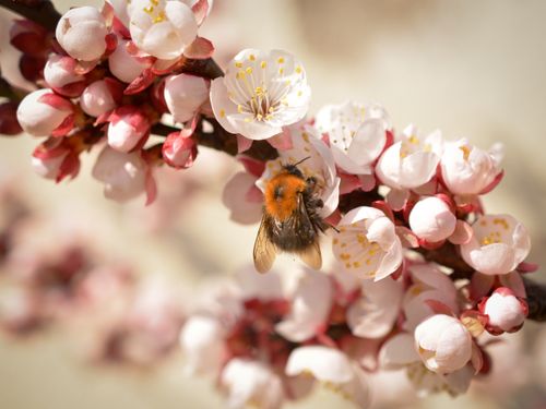 Free Detailed shot of a honeybee on pink blossom branches, highlighting the beauty of spring. Stock Photo