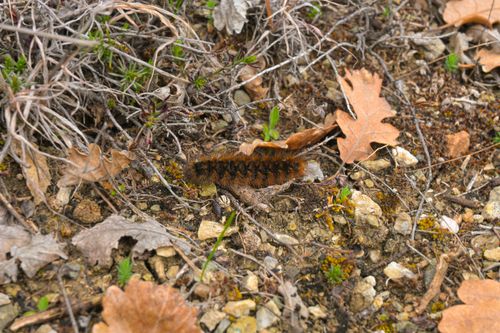 Free stock photo of animal, caterpillar, cute Stock Photo