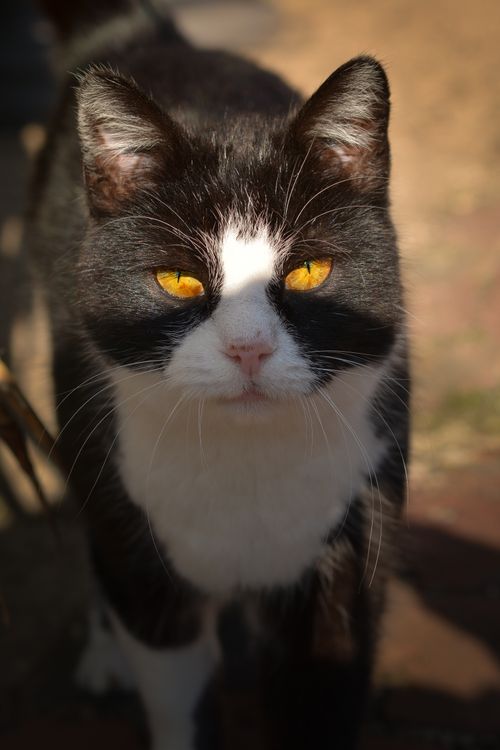 Free Close-up portrait of a tuxedo cat with striking amber eyes, captured with natural daylight outdoors. Stock Photo